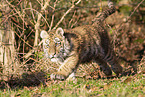 running Tiger cub