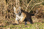 running Tiger cub