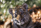 Tiger cub portrait