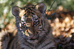 Tiger cub portrait