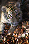 young Tiger