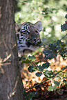 Tiger cub portrait