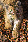 young Tiger