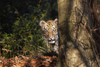 Tiger cub portrait