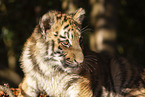 Tiger cub portrait