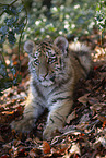 young Tiger