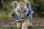 young Tiger