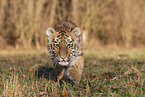 young Tiger