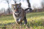 running Tiger cub