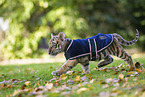 running tiger cub