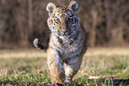 running Tiger cub