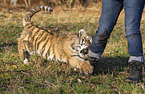 running Tiger cub