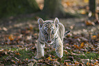 running tiger cub