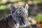 Tiger cub portrait