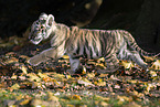 running tiger cub