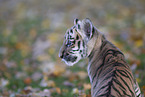 Tiger cub portrait