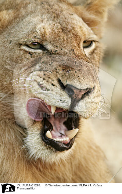 Transvaal lion / FLPA-01298