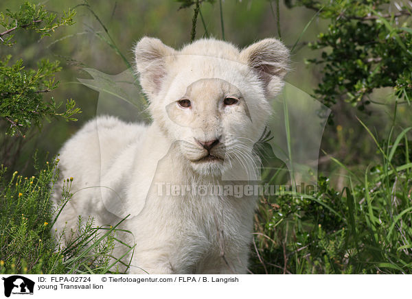 young Transvaal lion / FLPA-02724