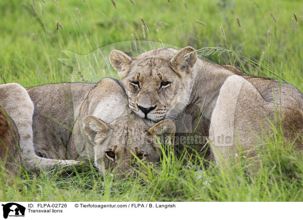Transvaal lions / FLPA-02726