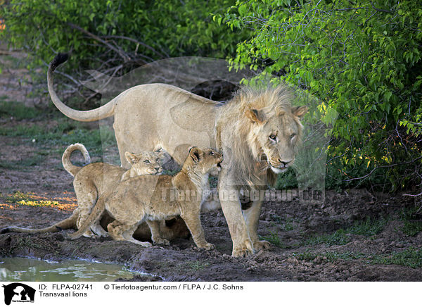 Transvaal-Lwen / Transvaal lions / FLPA-02741