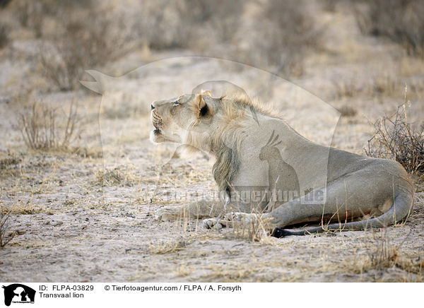 Transvaal-Lwe / Transvaal lion / FLPA-03829