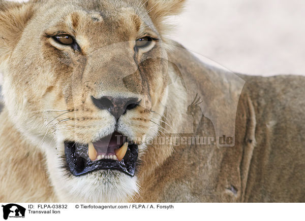 Transvaal-Lwe / Transvaal lion / FLPA-03832