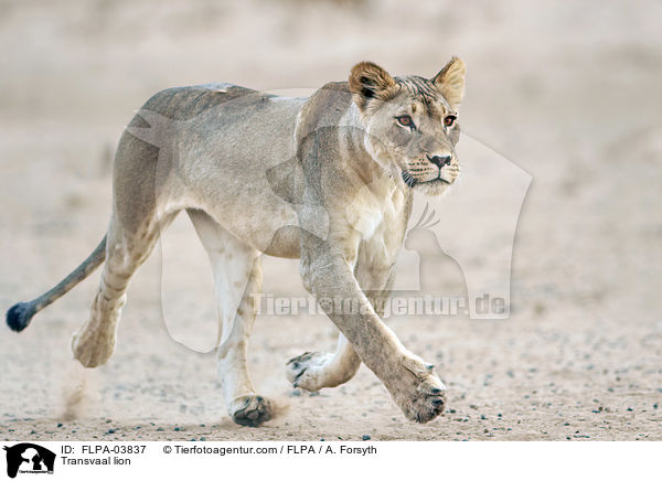 Transvaal lion / FLPA-03837