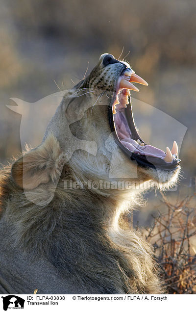 Transvaal-Lwe / Transvaal lion / FLPA-03838