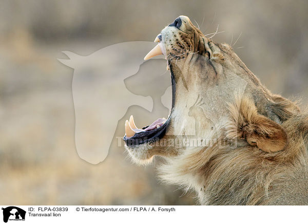 Transvaal lion / FLPA-03839