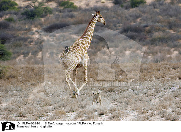 Transvaal-Lwe und Giraffe / Transvaal lion and giraffe / FLPA-03840
