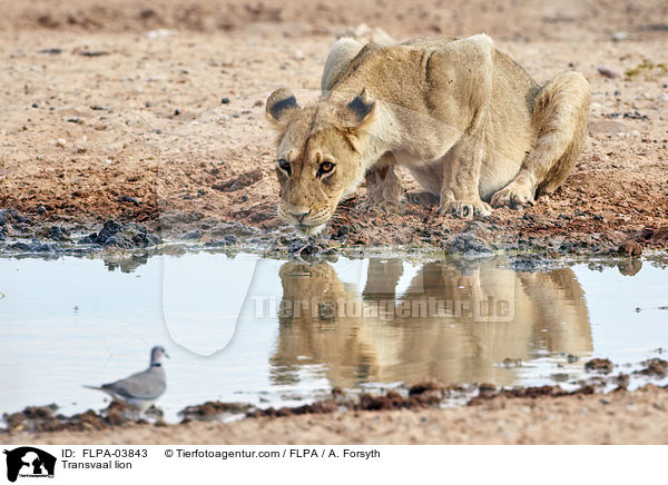 Transvaal-Lwe / Transvaal lion / FLPA-03843