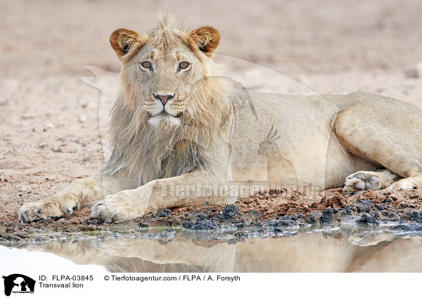 Transvaal-Lwe / Transvaal lion / FLPA-03845