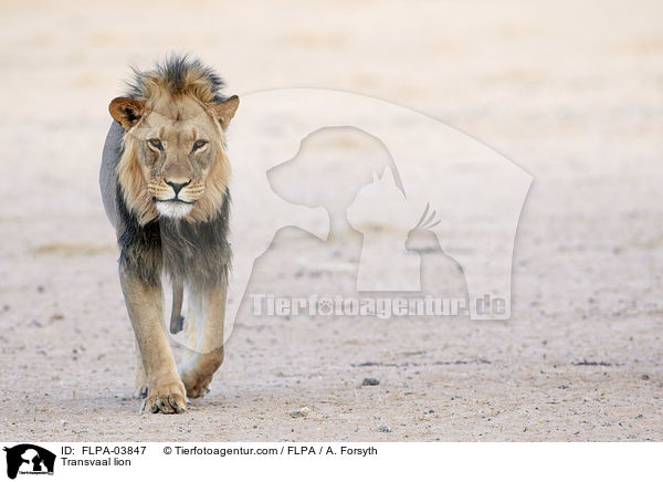 Transvaal-Lwe / Transvaal lion / FLPA-03847