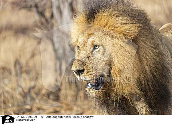 Transvaal-Lwe / Transvaal Lion / MBS-25329