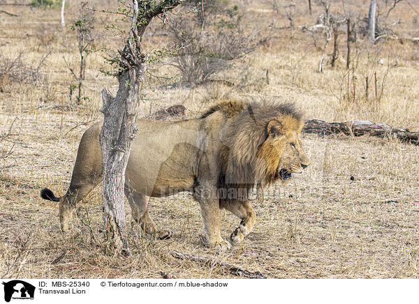 Transvaal-Lwe / Transvaal Lion / MBS-25340