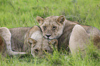Transvaal lions
