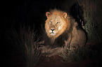 Transvaal lion