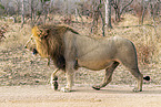Transvaal Lion