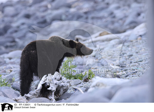 Ussuri-Braunb�r / Ussuri brown bear / FF-13901