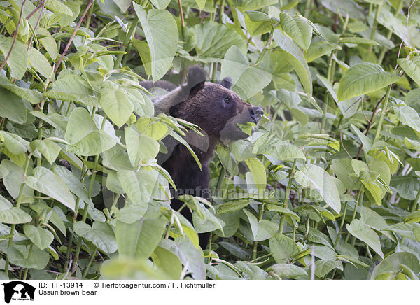 Ussuri-Braunbr / Ussuri brown bear / FF-13914