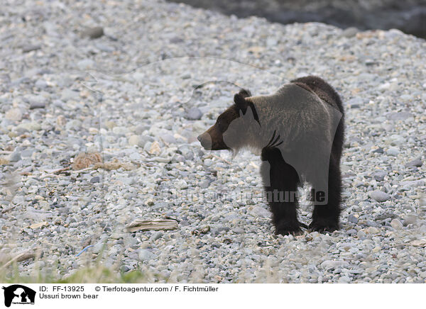 Ussuri-Braunbr / Ussuri brown bear / FF-13925