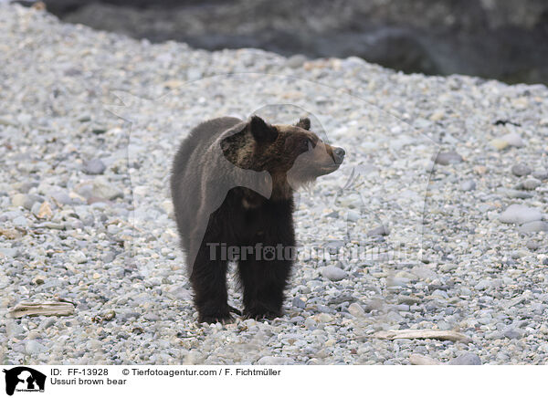 Ussuri brown bear / FF-13928