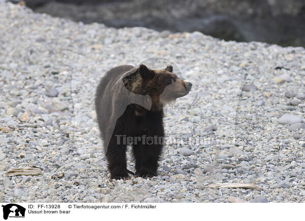 Ussuri-Braunbr / Ussuri brown bear / FF-13928