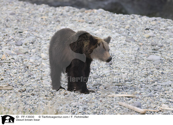 Ussuri brown bear / FF-13930