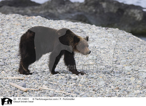Ussuri brown bear / FF-13931