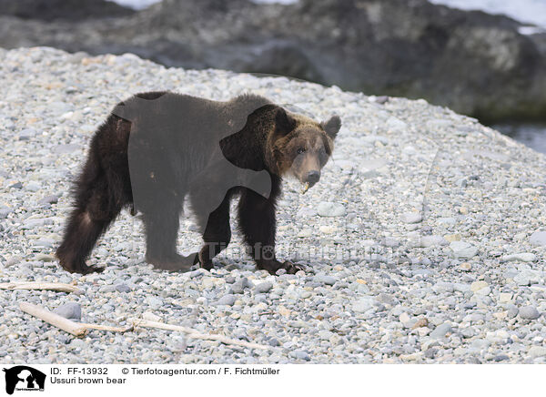 Ussuri brown bear / FF-13932