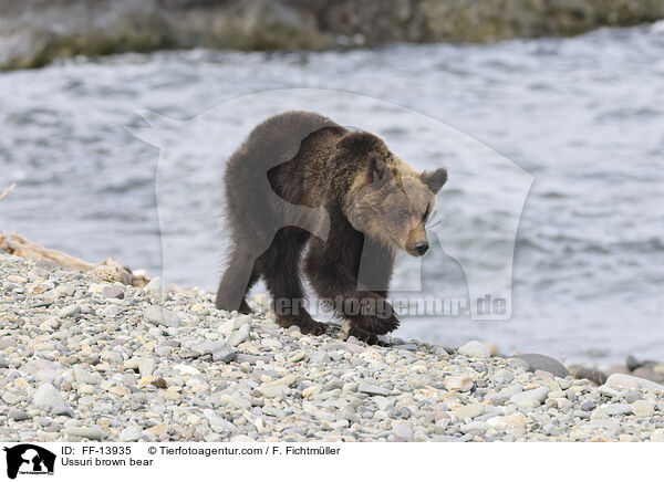 Ussuri-Braunbr / Ussuri brown bear / FF-13935