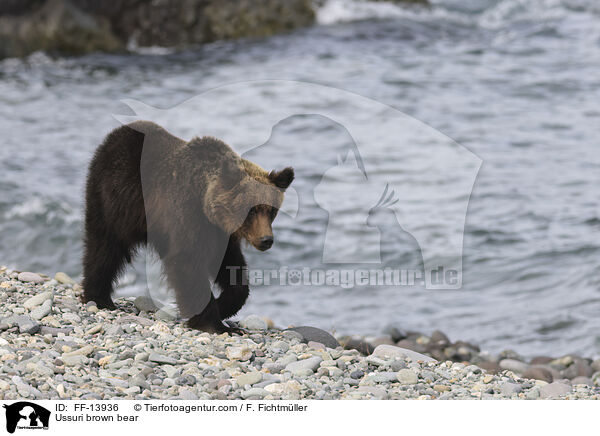 Ussuri-Braunb�r / Ussuri brown bear / FF-13936