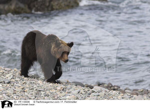 Ussuri brown bear / FF-13936