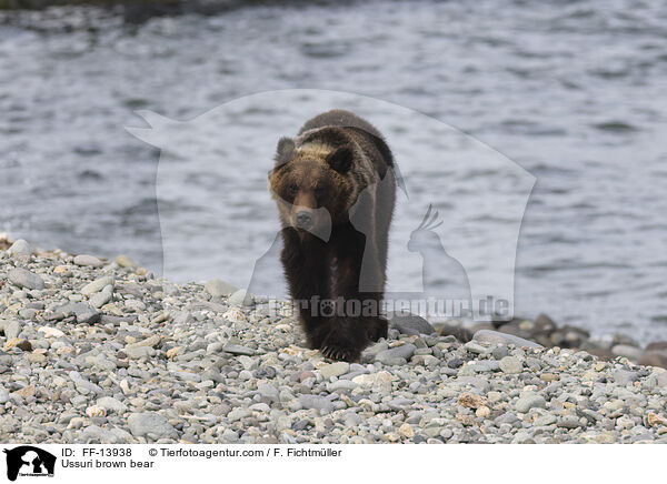 Ussuri-Braunbr / Ussuri brown bear / FF-13938